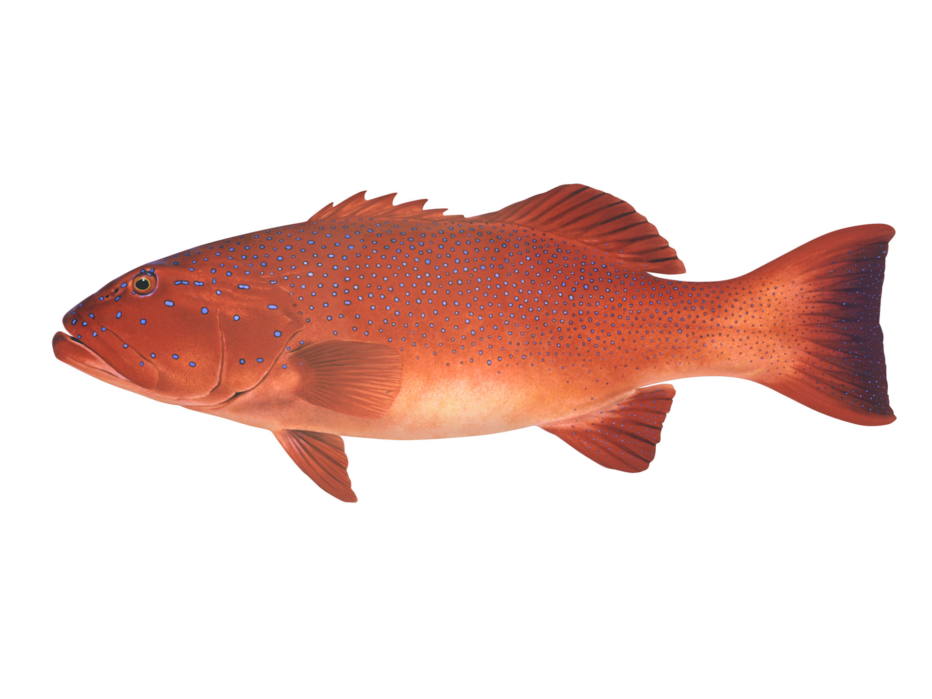 Coral Trout ©Roger Swainston