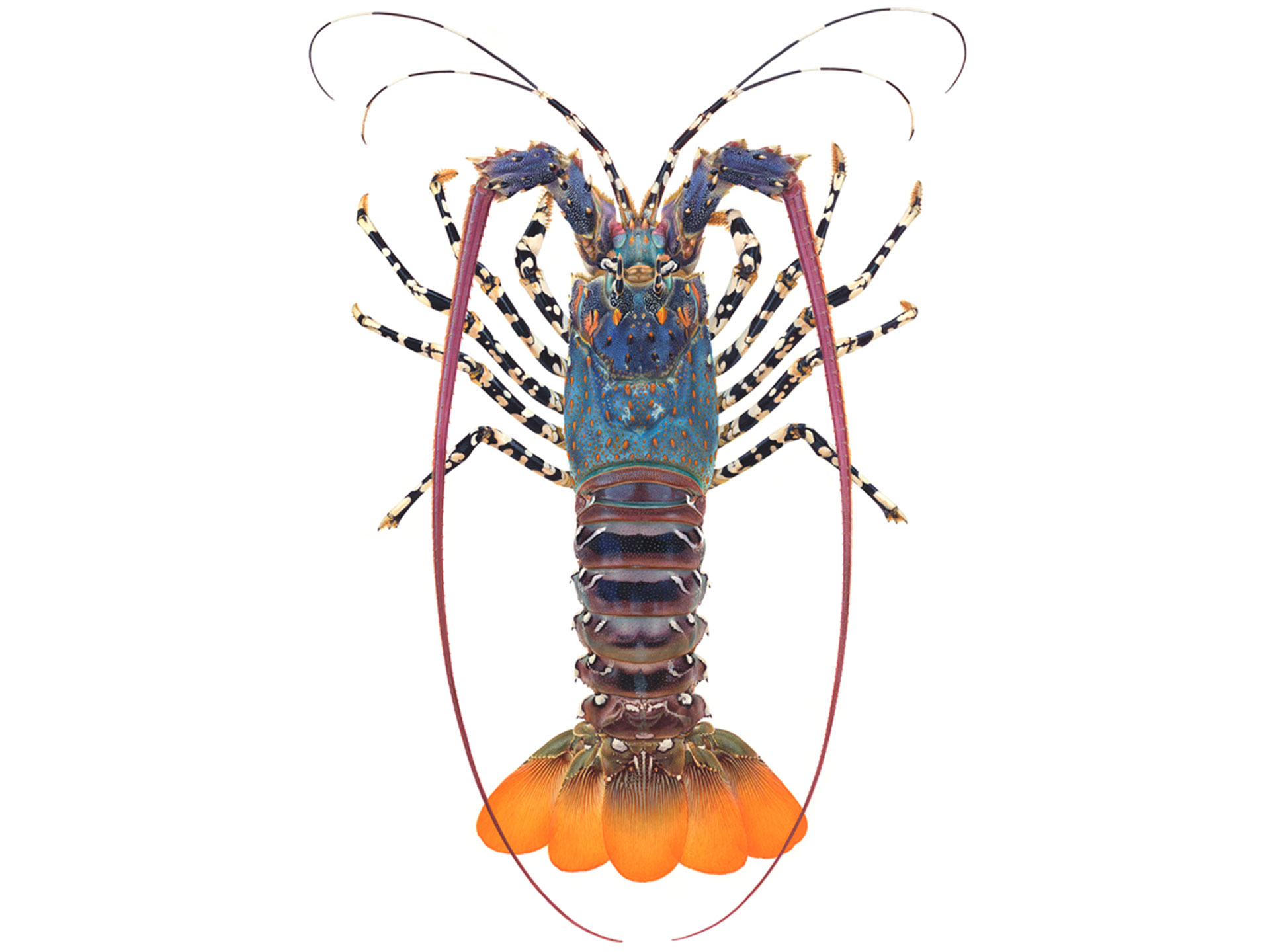 Ornate Rock Lobster ©Roger Swainston