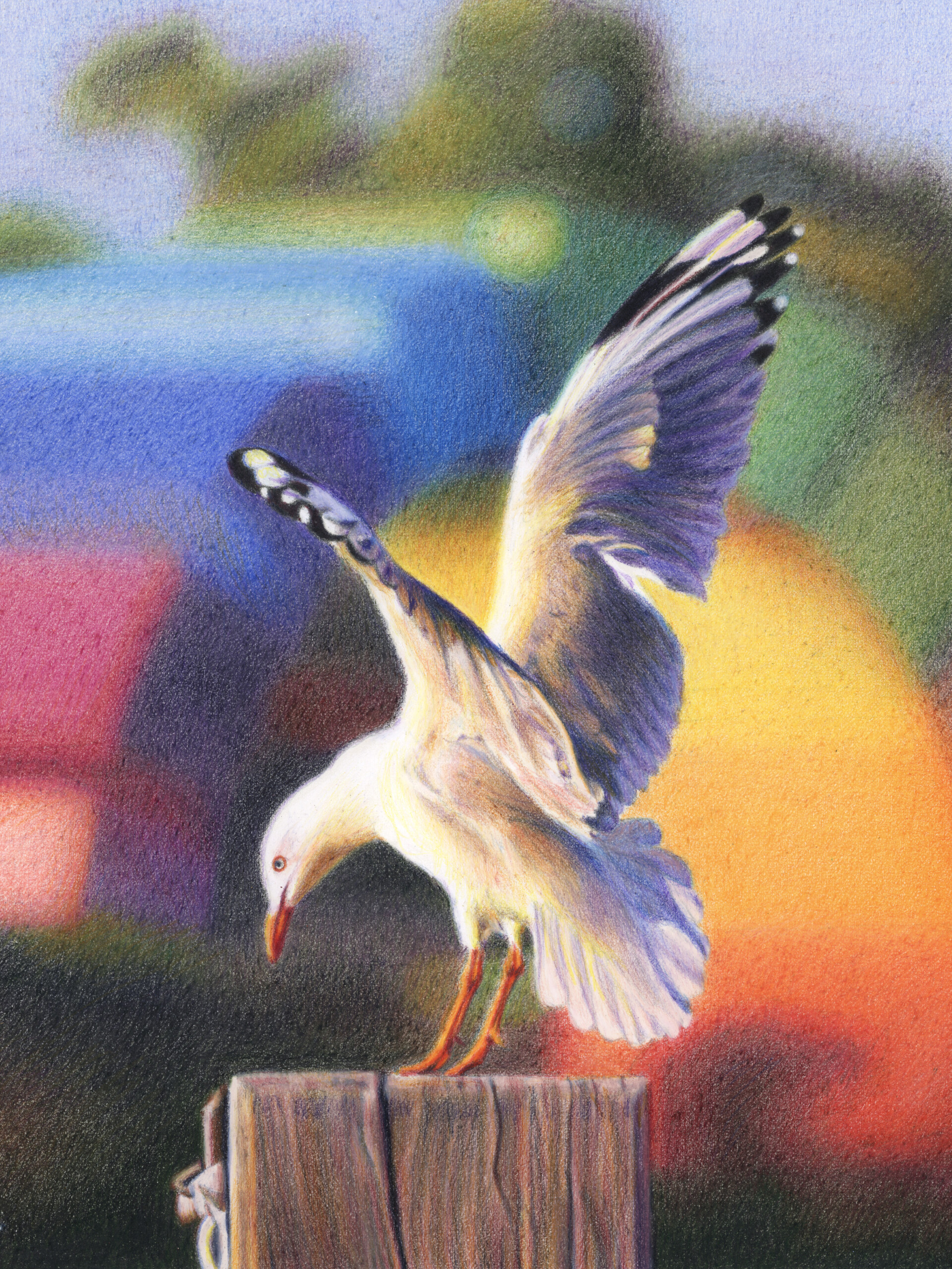 Detail of a colour pencil drawing of a seagull at the point of taking off. Julie Podstolski, Ready to Fly, 2023, 28 x 31 cm. Coloured pencils and Neocolor II soluble pastels on Arches Aquarelle paper.